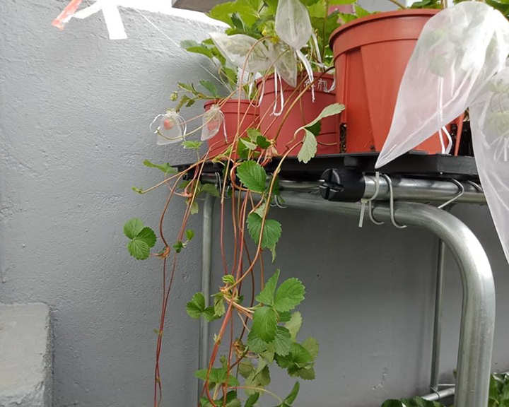 走茎繁殖草莓什么时候可以剪断,如何用草莓匍匐茎分盆