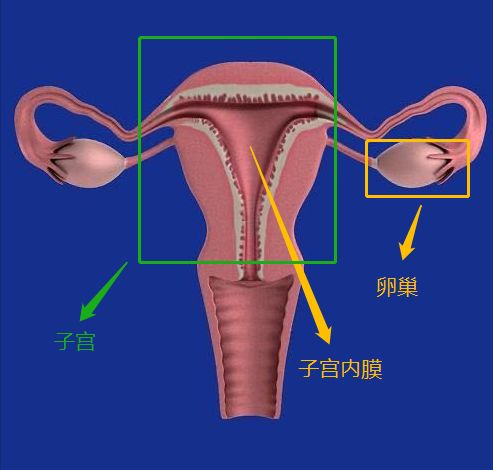 董氏奇穴治疗月经量少,温经汤治疗月经量少