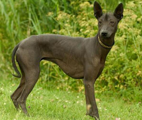 盘点一下狗界活得最久的狗狗,盘点七种强大无敌的狗狗