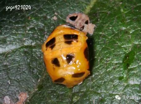 夏播玉米虫害图片大全,玉米虫害图谱高清大图