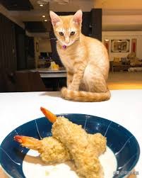 猫咪体重跟吃的猫粮计算,猫猫每日食谱大全