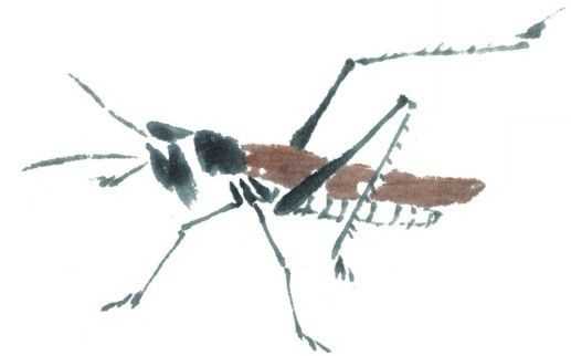 残荷蜻蜓国画画法及调色,徐湛国画蜻蜓的画法