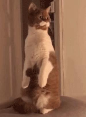 盘点那些姿势优雅的猫,肉感十足的猫是什么猫