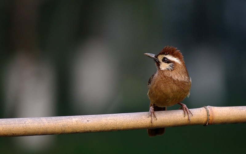 画眉鸟声音突然嘶哑怎么回事,画眉鸟叫声嘶哑怎么治疗