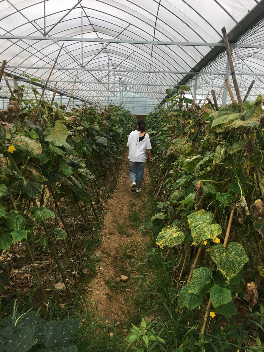 昔日砖瓦厂今朝花果山——南昌县三江镇产业扶贫显成效