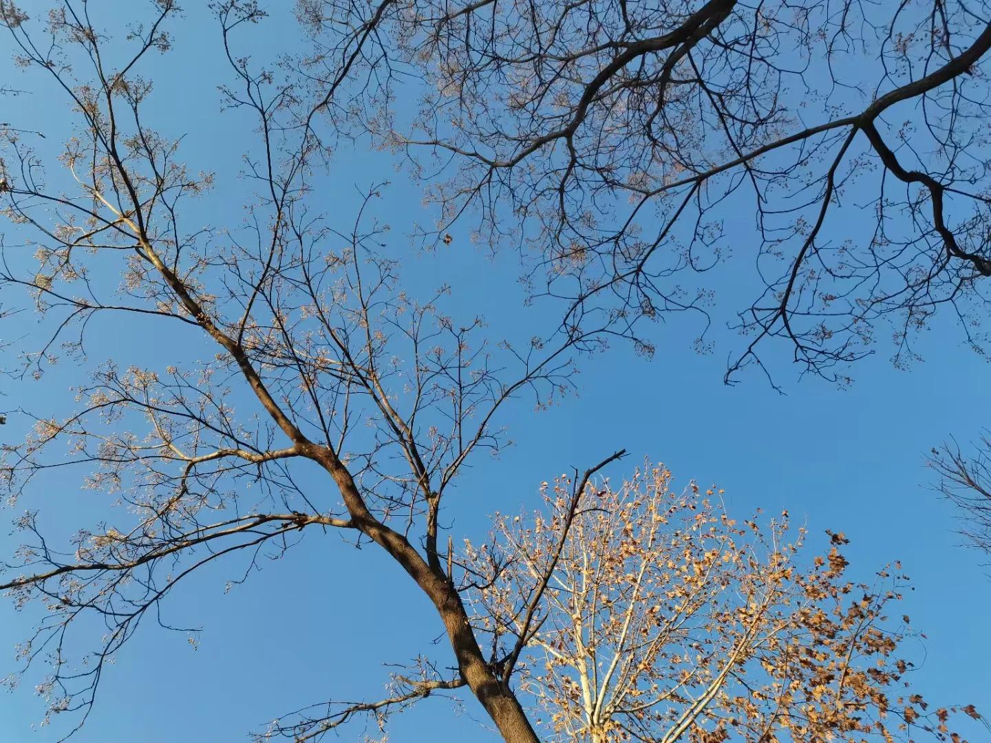 鏄ュ瘨鏂欏抄涔嶆殩杩樺瘨璇楀彞,涔嶆殩杩樺瘨鏄ュ瘨鏂欏抄璇楀彞