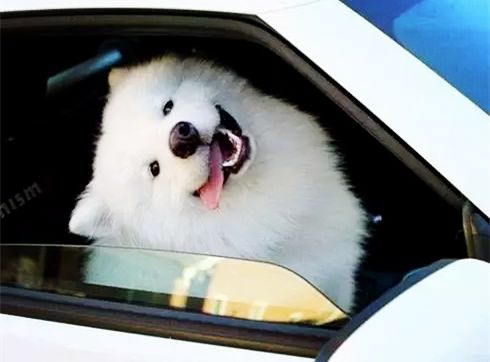 这么萌的宠物你能拥有吗,这么萌的宠物你想拥有吗