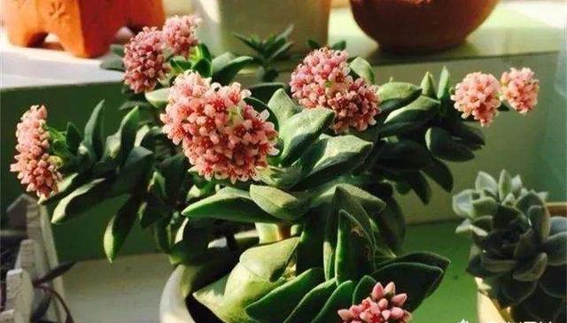 多肉开花怎么修剪,多肉开花剪花还是连花箭一起剪