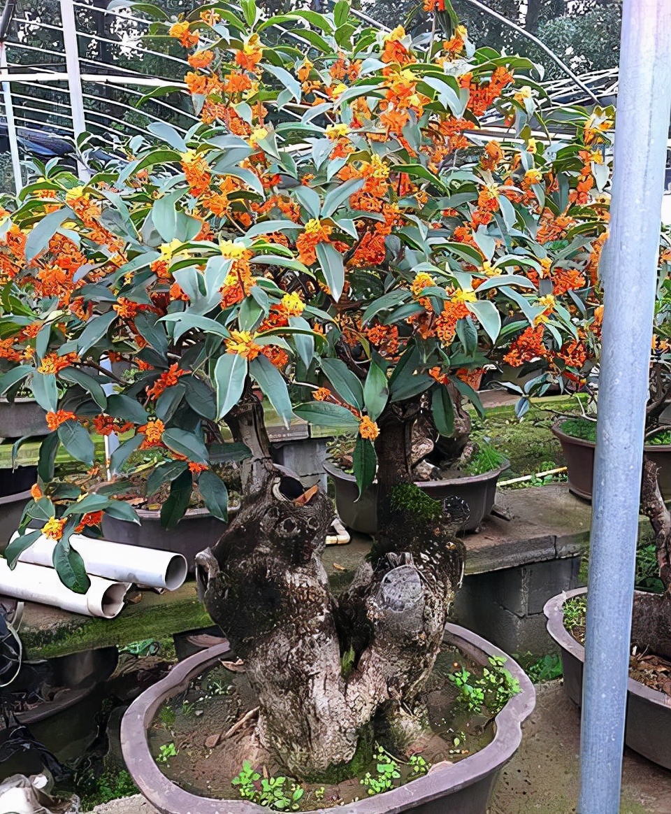 家里种什么招财又旺宅,院中栽什么树聚财镇宅