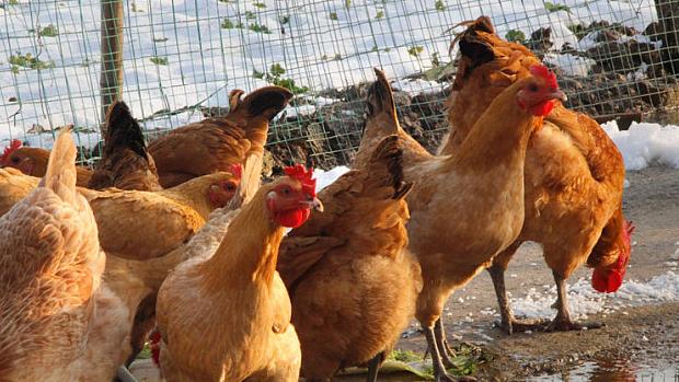 鸡拉血便怎么处理,鸡拉料粪怎么治疗