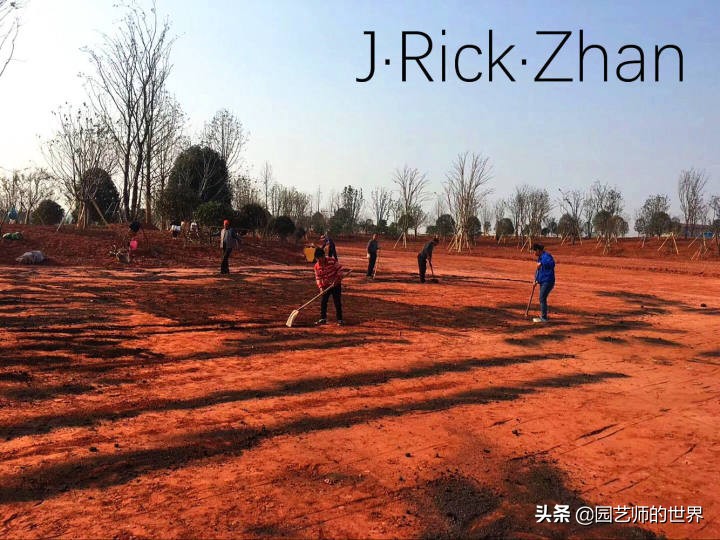 高尔夫果岭草坪家庭院子种植,麦冬草坪种植方法和注意事项