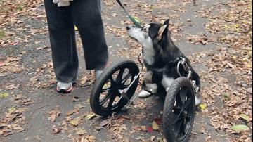 狗狗前脚分叉无力畸形,狗狗前脚畸形是什么样的