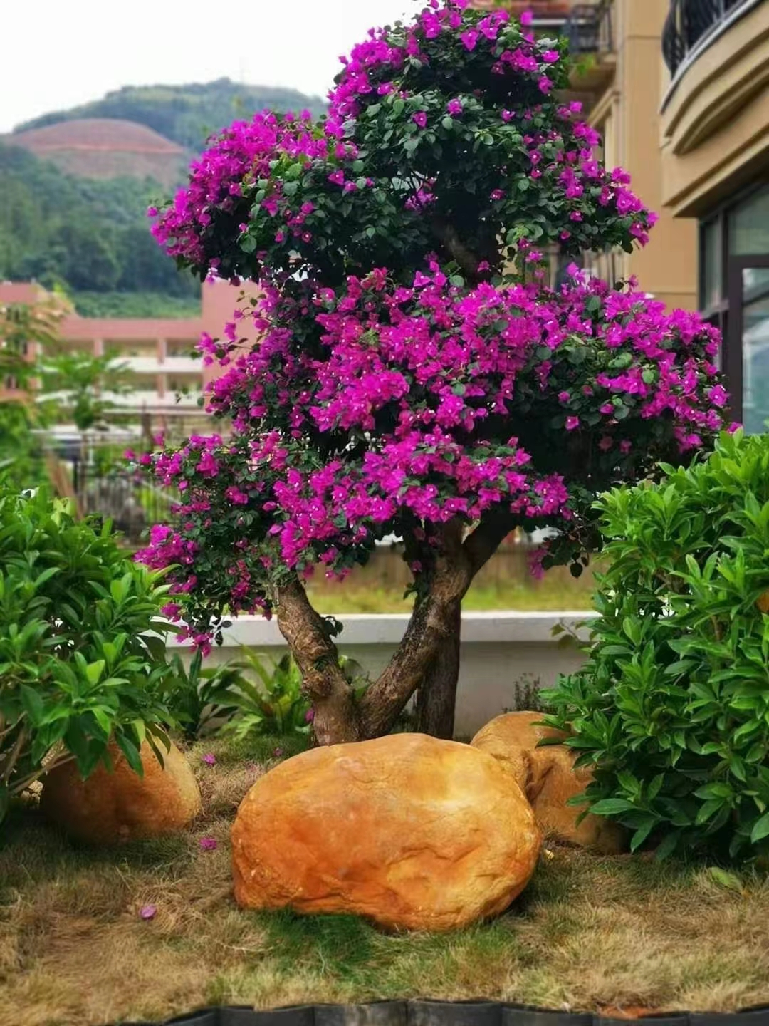 家里院子适合放什么盆栽,家里院子放什么好看