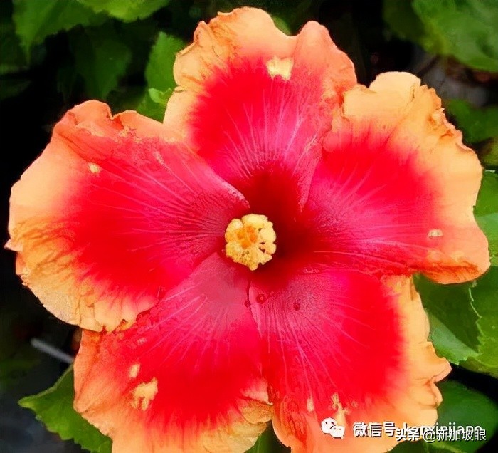 扶桑花和木槿花的区别图片,扶桑木槿花图片