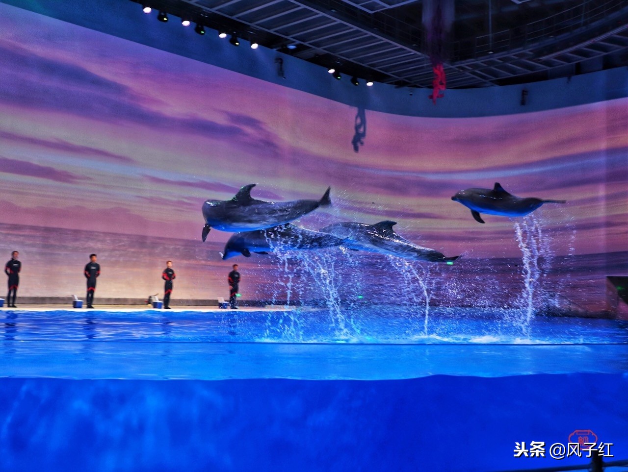 上海新地标丨海昌海洋公园一日游园玩法攻略