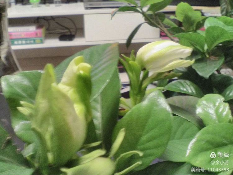 栀子花开舞蹈视频,栀子花开何炅