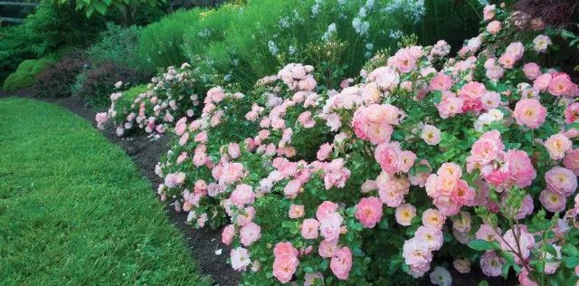 干货分享种植小技巧,混合花境设计与种植建议