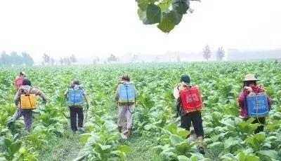 使用农药要注意的预防措施,用农药打药注意事项和禁忌