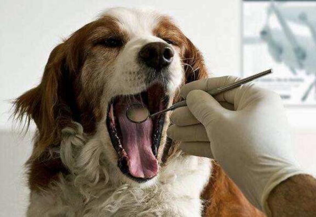 什么都能治的宠物医生,了不起的宠物医生观后感