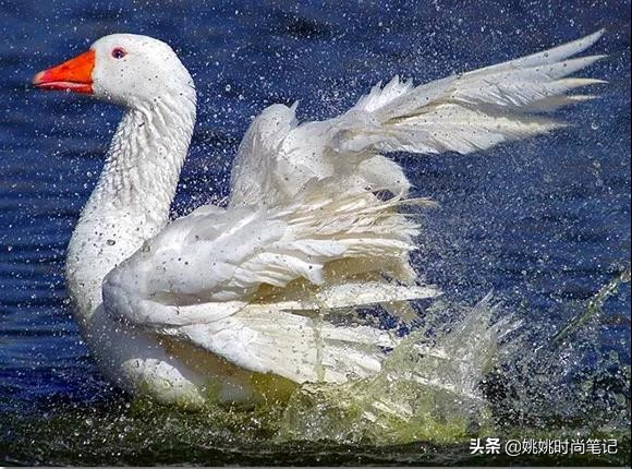 鸭绒或鹅绒充绒量多少暖和,是鸭绒服好还是鹅绒服好