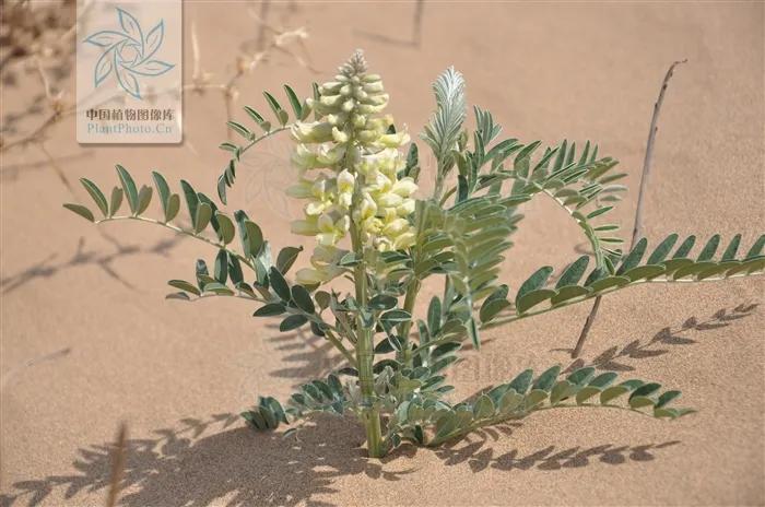 一斤苦豆子,无糖苦豆子