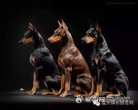 拳师犬和杜宾犬哪个性格好,跟杜宾犬差不多的小型犬