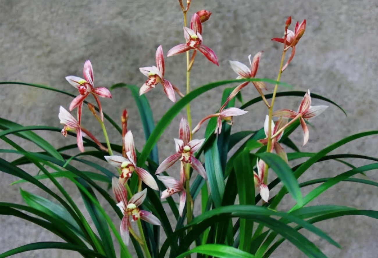 十大名贵兰花你知道几种,哪些品种的兰花曾是天价