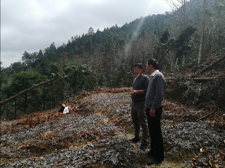 四明山哪里有山黄精,上方山三宝之一黄精