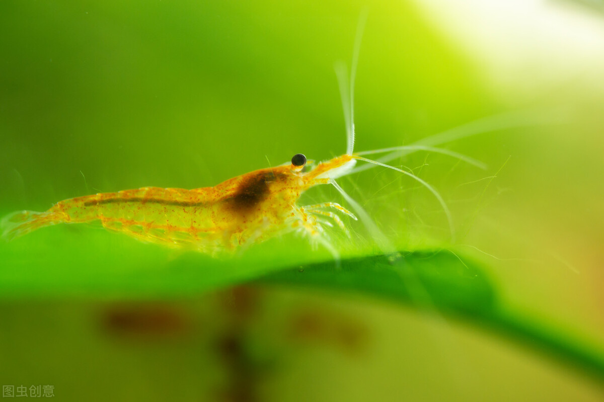 养鱼不想太麻烦这5种鱼最适合你,养鱼养不好想放弃了