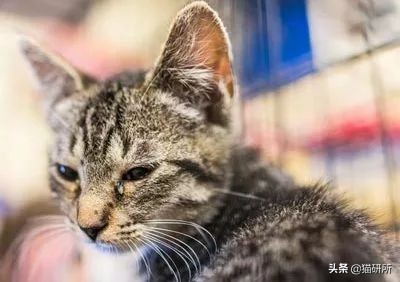 猫咪眼睛痒一直挠用什么眼药水,猫咪眼睛结膜炎怎么治疗