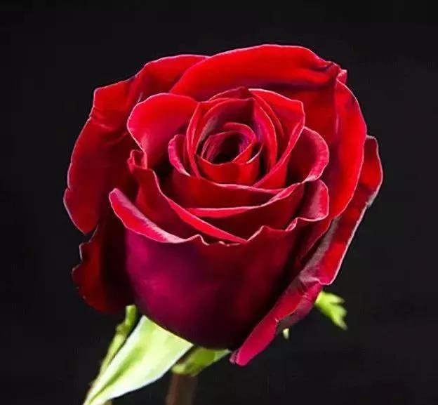 玫瑰花有哪些品种,玫瑰花有哪些品种大全