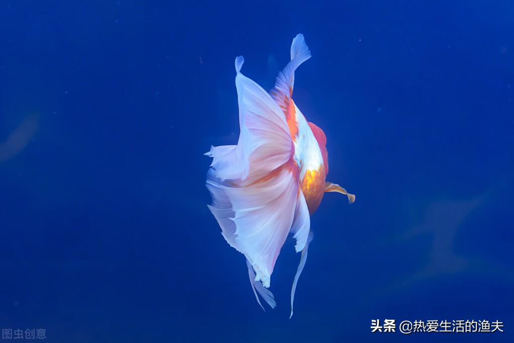 网上买金鱼哪家店靠谱,网购金鱼骗局是真的吗