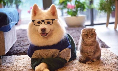 狗狗心力衰竭严重能活多久,狗狗心力衰竭的临床表现