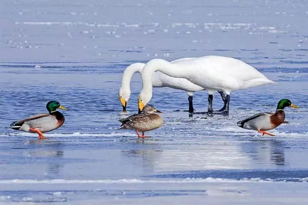 巴音布鲁克镇冬天的生活,巴音郭楞自治州和静县冬天