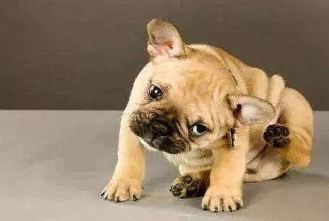 狗狗十种皮肤病,狗狗得了皮肤病看兽医