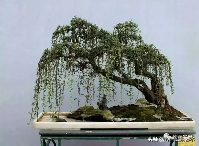 双干树,双干型果树