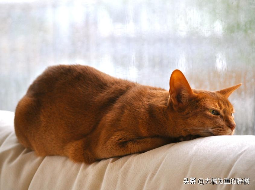 猫咪下雨应激怎么解决呢,为什么猫喜欢看下雨