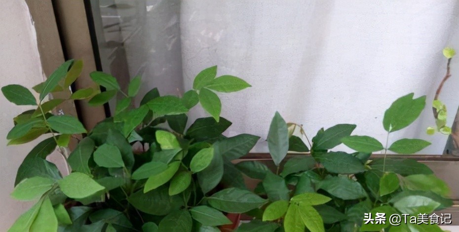 三种水果籽可以种花盆,3种水果籽土里长出盆栽果子