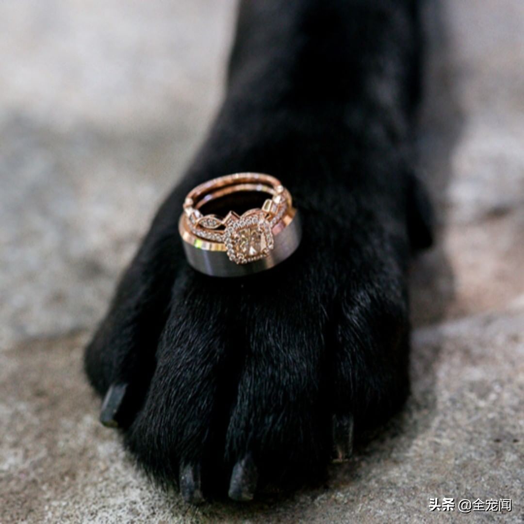 狗狗异食癖吃什么微量元素,狗狗异食癖是什么意思