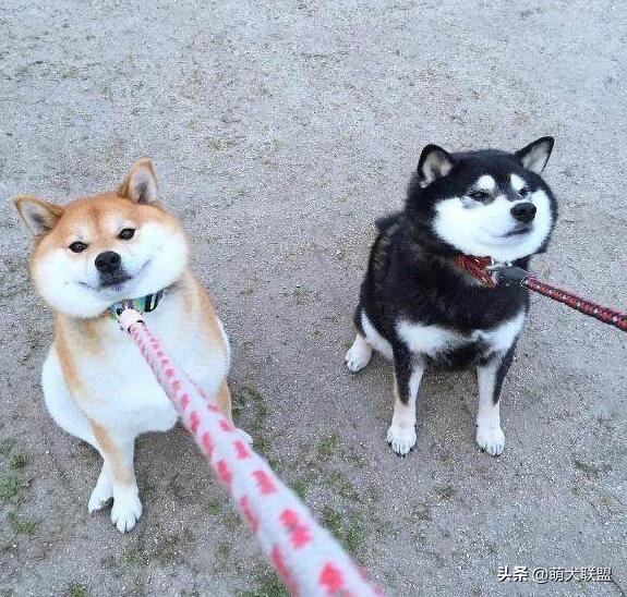 遛完狗，狗狗不愿回家怎么办？