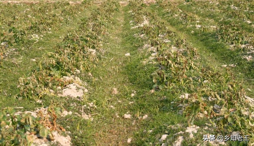 马铃薯出苗后死秧怎么回事,马铃薯出现死棵烂根怎样解决