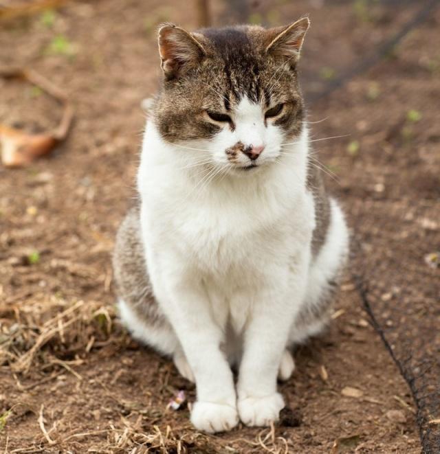 中华田园猫在古代的名字都有哪些,古代的猫咪都是中华田园猫吗