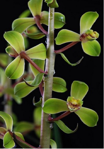 兰花八大名品价格,荷瓣兰花第一名品