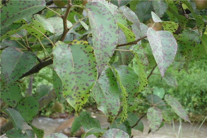 梨树10种常见病虫害的防治技术,运城梨树病虫害防治全年用药表