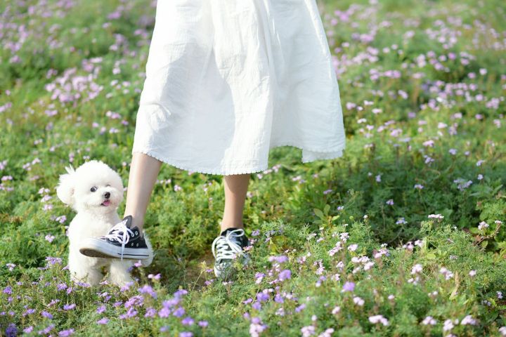 为什么都不建议养比熊狗,比熊不想养了怎么办