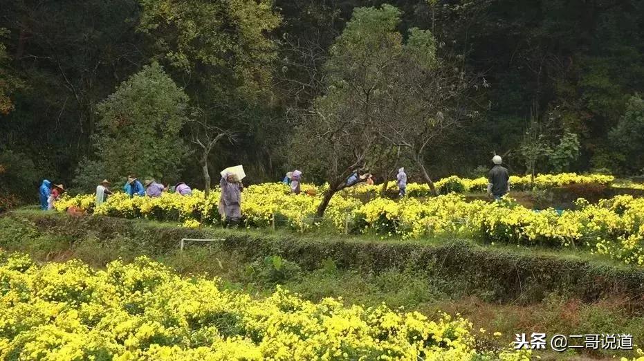 婺源篁岭油菜花摄影,婺源的秋天简直把摄影师逼疯