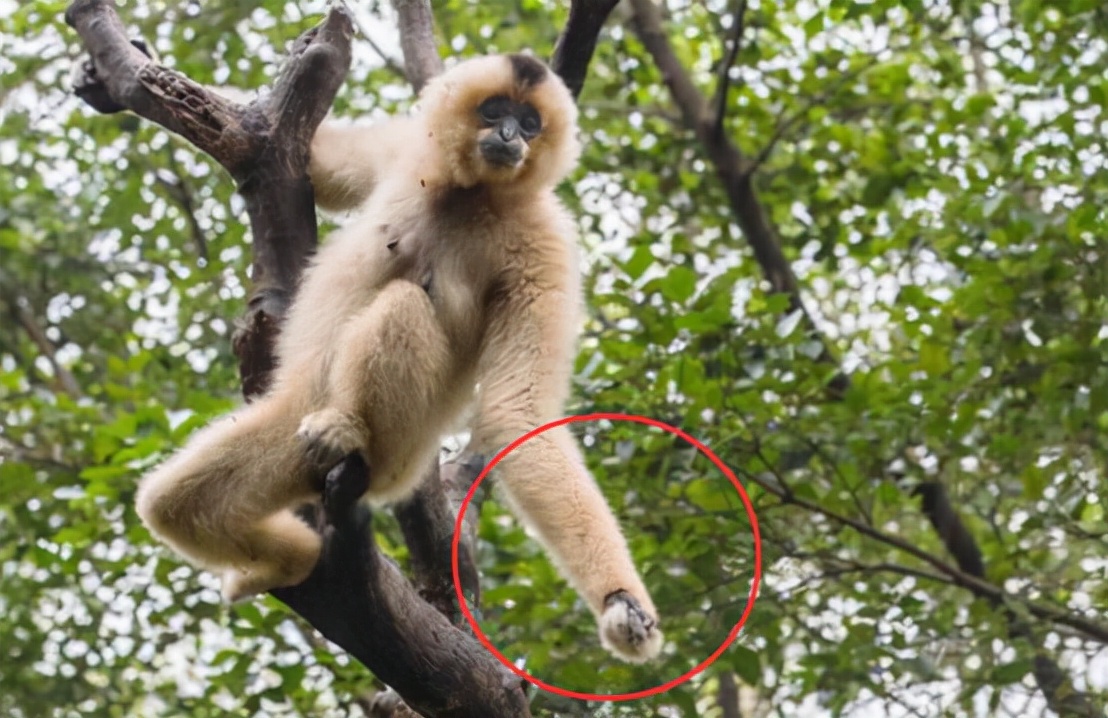 长臂猿真的会吃肉吗,巨猿捕食猴子