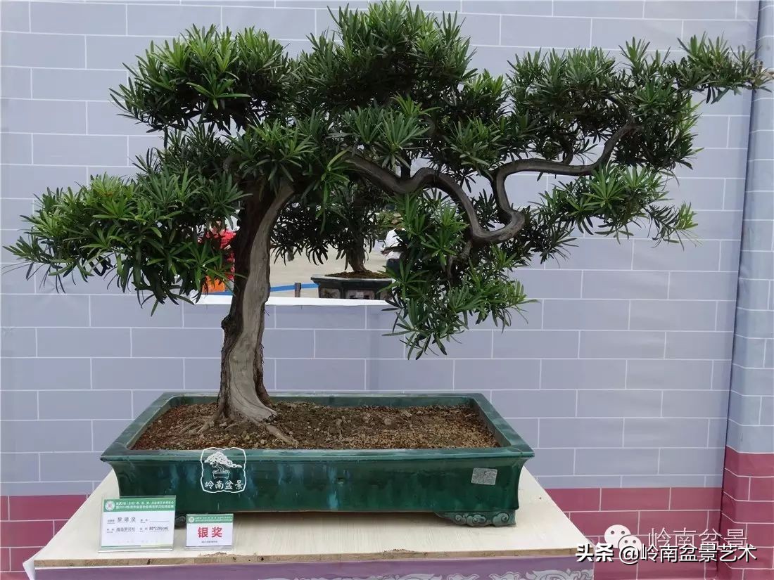 开运招财，非其莫属！清风雅韵，当之无愧！