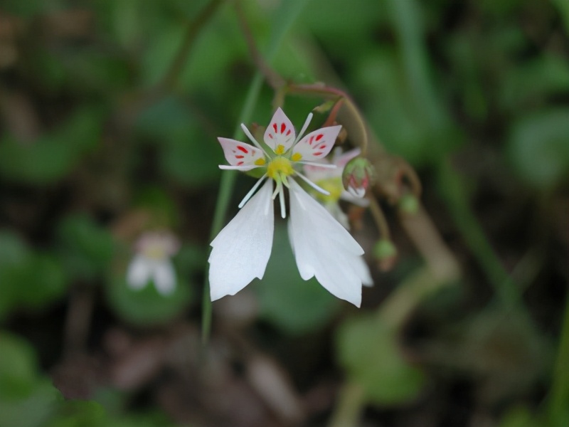 什么花适合送生日花,你的生日代表的花朵及寓意图片