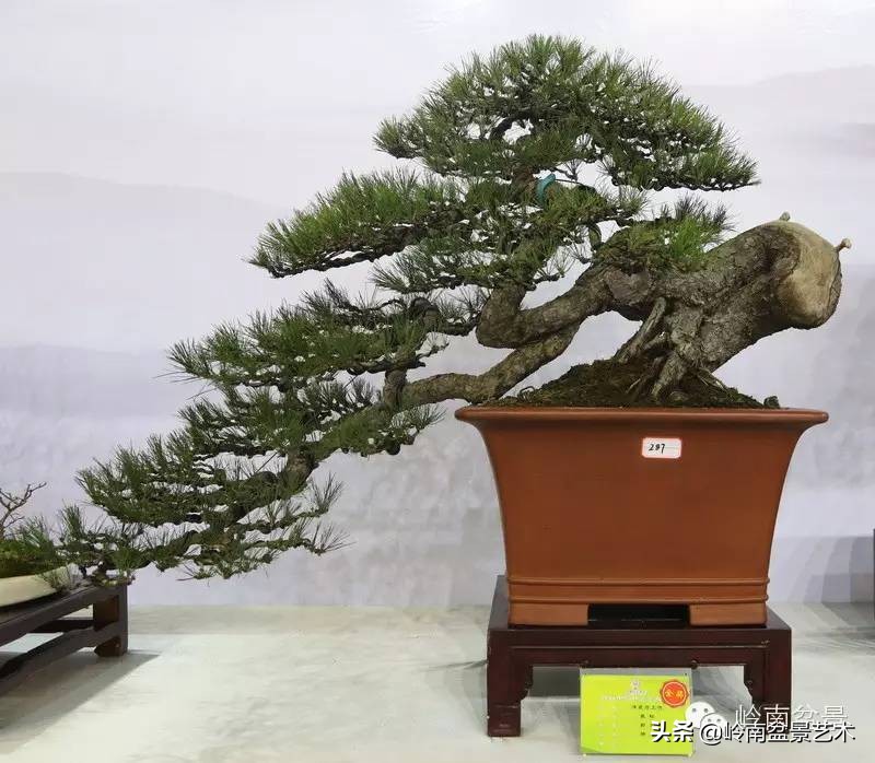 盆景结顶的形式,最好的盆景结顶方法